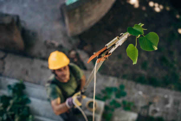 How Our Tree Care Process Works  in  New Rockford, ND